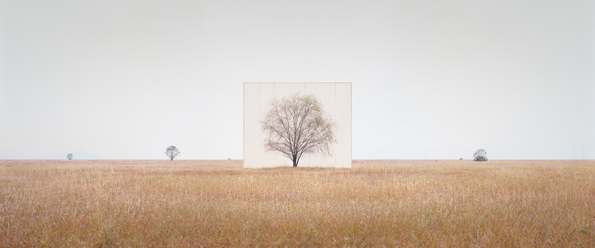 large-myoung_ho_lee-tree_3-2013