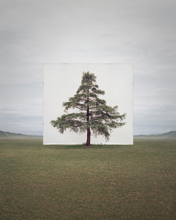 large-myoung_ho_lee-tree_6-2014